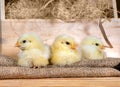 Cute downy newborn chickens on hay in a wooden box. Easter scene Royalty Free Stock Photo