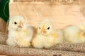 Cute downy newborn chickens on hay in a wooden box. Easter scene, farm lifestyle