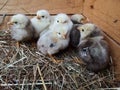 Cute downy newborn chickens on hay in a wooden box. Farm lifestyle