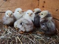 Cute downy newborn chickens on hay in a wooden box. Farm lifestyle