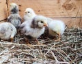 Cute downy newborn chickens on hay in a wooden box. Farm lifestyle