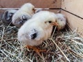 Cute downy newborn chickens on hay in a wooden box. Farm lifestyle