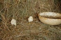 Cute downy newborn chickens on hay wooden near the basket. Easter scene, farm lifestyle