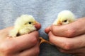 Cute downy newborn yellow chickens in farmers hands. Farm life