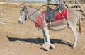 Cute dozing donkey