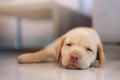 Cute dreaming labrador puppy