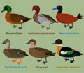 Cute duck aquatic bird vector illustration set, Chestnut teal, wood duck, blue-billed duck, Pacific black duck, Grey teal, Royalty Free Stock Photo