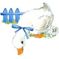 Cute duck. domestic farm bird watercolor illustration.