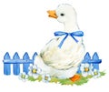 Cute duck. domestic farm bird watercolor illustration.