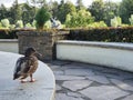 Duck on Fountain Water Nature Tree Stones Fish Royalty Free Stock Photo