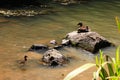 Cute duck family in the New Zealand lake Royalty Free Stock Photo