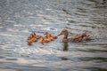 Cute duck family swimming together Royalty Free Stock Photo