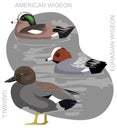 Cute Duck Gadwall Wigeon Set Cartoon Vector