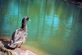 Cute duck looking at water