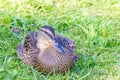 Wild duck on vacation in the grass