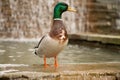 Cute duck standing water fountian Royalty Free Stock Photo