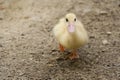 Cute duck. Yellow ducklings. Duck is waterfowl family. Tiny Baby Ducklings hatchling in agriculture farm Royalty Free Stock Photo