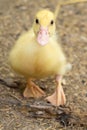 Cute duck. Yellow ducklings. Duck is waterfowl family. Tiny Baby Ducklings hatchling in agriculture farm Royalty Free Stock Photo