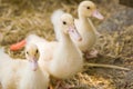 Cute duckies in their nest. Yellow ducklings on hay.Duck is numerous species in the waterfowl family.Tiny Baby Ducklings hatchling Royalty Free Stock Photo