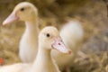 Cute duckies in their nest. Yellow ducklings on hay.Duck is numerous species in the waterfowl family.Tiny Baby Ducklings hatchling Royalty Free Stock Photo