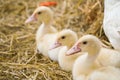 Cute duckies in their nest. Yellow ducklings on hay.Duck is numerous species in the waterfowl family.Tiny Baby Ducklings hatchling Royalty Free Stock Photo