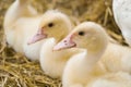 Cute duckies in their nest. Yellow ducklings on hay.Duck is numerous species in the waterfowl family.Tiny Baby Ducklings hatchling Royalty Free Stock Photo