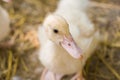 Cute duckies in their nest. Yellow ducklings on hay.Duck is numerous species in the waterfowl family.Tiny Baby Ducklings hatchling Royalty Free Stock Photo