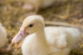 Cute duckies in their nest. Yellow ducklings on hay.Duck is numerous species in the waterfowl family.Tiny Baby Ducklings hatchling Royalty Free Stock Photo