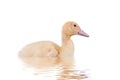 Cute Duckling Royalty Free Stock Photo