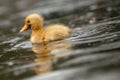 Cute duckling