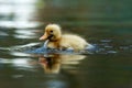 Cute duckling