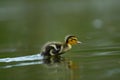 Cute duckling