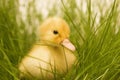 Cute duckling