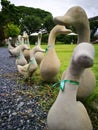 Cute Duckling Gang Royalty Free Stock Photo