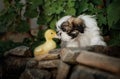 cute duckling and puppy friendship baby animals