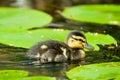 Cute duckling in spring