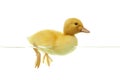 Cute duckling swimming