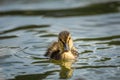 Cute duckling swimming on a lake Royalty Free Stock Photo