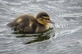A cute duckling swimming in the lake. Waterdrops on its fluffy feathers. Auckland