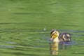 Cute duckling swimming in pond with green water in spring Royalty Free Stock Photo