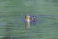 Cute duckling swimming in pond Royalty Free Stock Photo