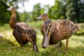 Cute ducklings