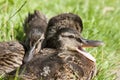 Cute ducklings