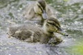 Cute ducklings in british lake.