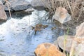 Cute ducklings duck babies and duck mother swimming near the rocks in the pond.