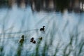 Cute ducklings duck babies following mother in a queue, lake,s