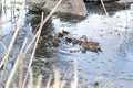 Cute ducklings duck babies near the duck mother swimming in the pond with rocks . Royalty Free Stock Photo