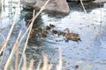 Cute ducklings duck babies near the duck mother swimming in the pond with rocks .