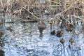 Cute ducklings duck babies swimming near duck mother in swamp among the bulrushes in the pond. Royalty Free Stock Photo