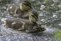 Cute ducklings floating in british pond